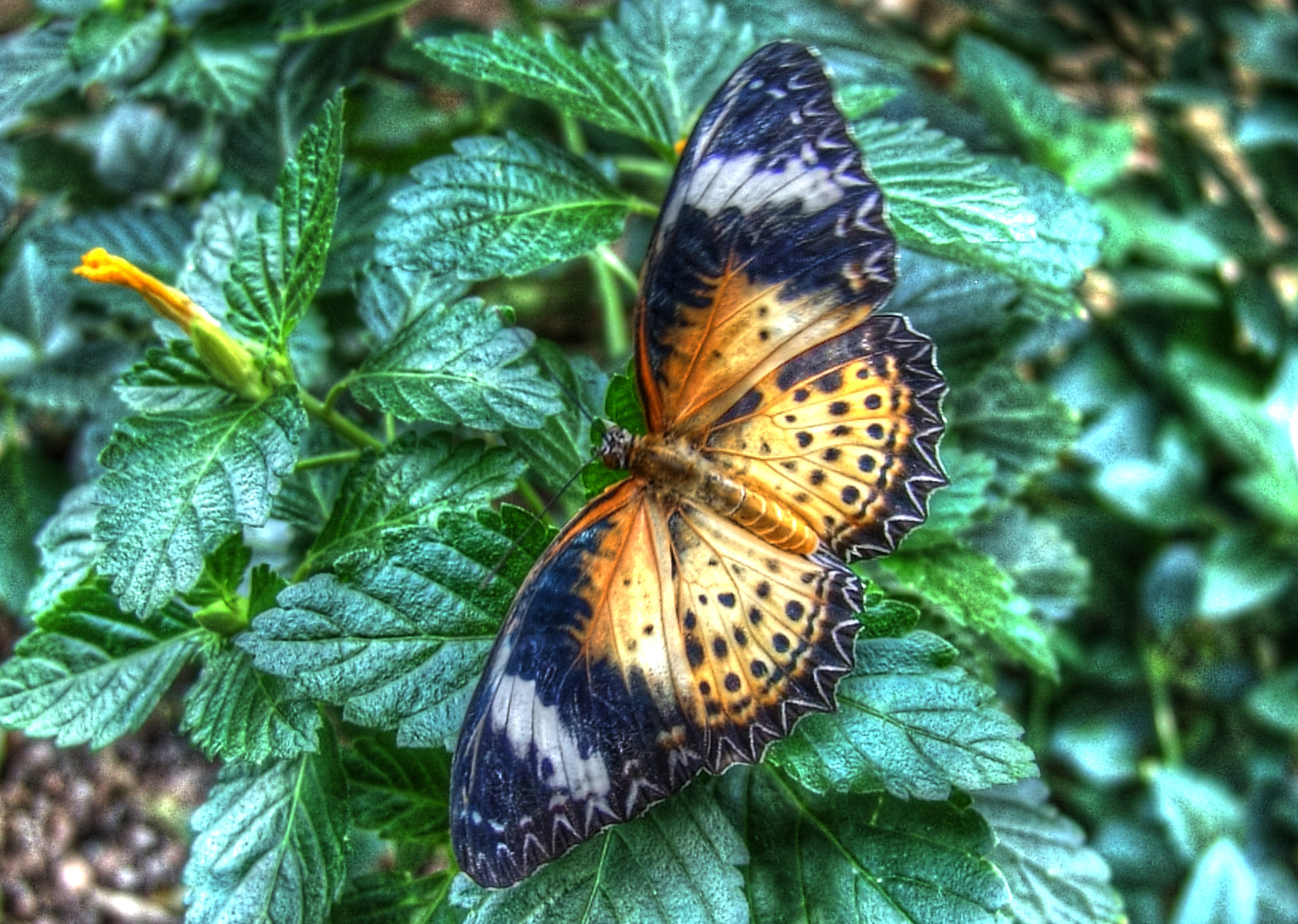 Butterflies Are Blooming, Frederik Meijer Gardens & Sculpture Park