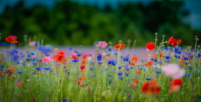 The Poppy Field In Fennville – A Perfect Distraction From Covid-19 