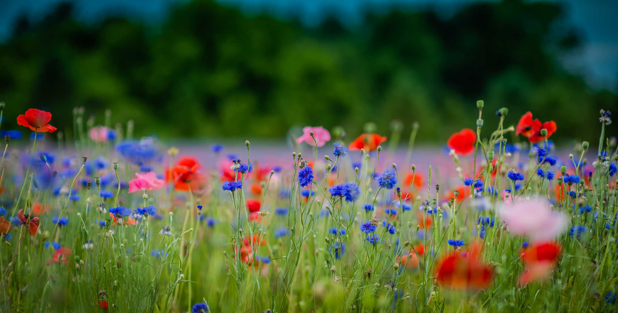 The Poppy Field In Fennville A Perfect Distraction From COVID 19   Poppy Field LR 20 2 1 